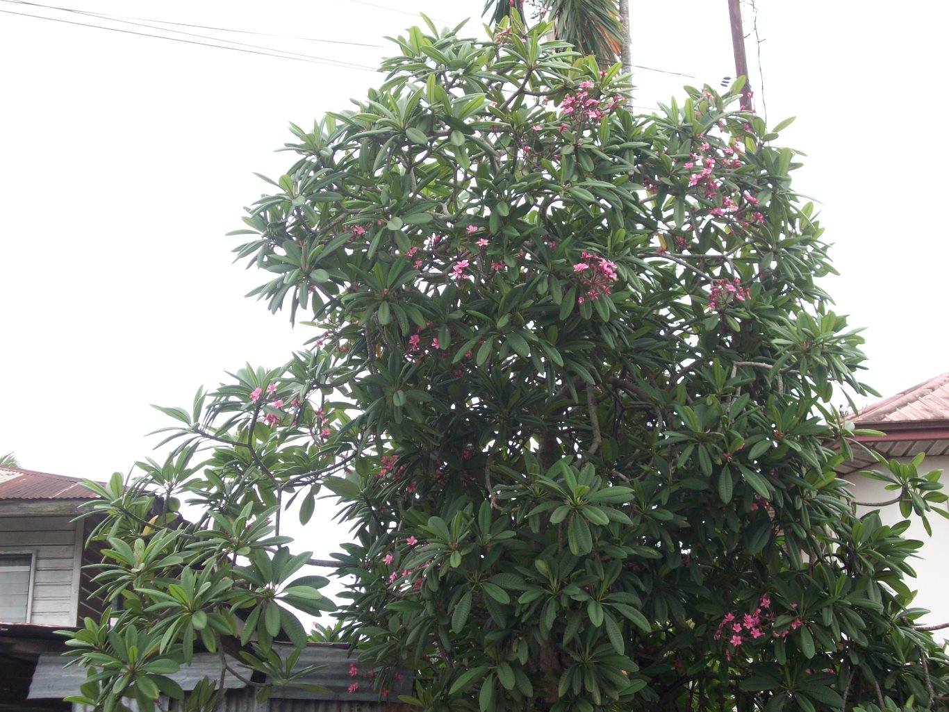 59_pink-frangipani-tree_USM_100_1528C_1366w_1025h